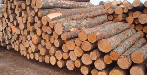 Spruce Wood Logs