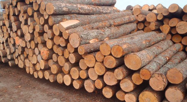 Spruce Wood Logs - Tesha Group