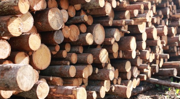 Spruce Wood Logs