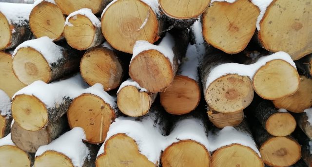 Birch Logs in snow 2- Tesha Group