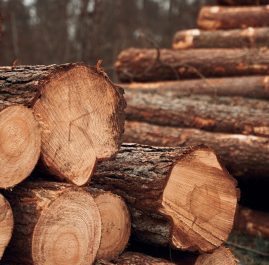 Forest pine and spruce trees. Log trunks pile, the logging timber wood industry.