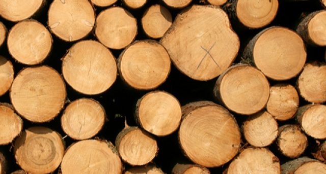 Pine Wood Logs - Tesha Group